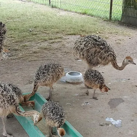 Haus Waldidyll Am 1 Schorfheide