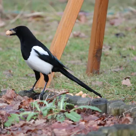 Haus Waldidyll Am 1 Guest house Schorfheide