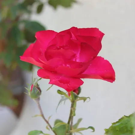 Haus Waldidyll Am 1 Guest house 3*