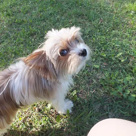 Haus Waldidyll Am 1 3*