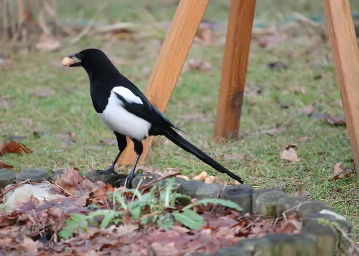 Haus Waldidyll Am 1 Гостевой дом Шорфхайде