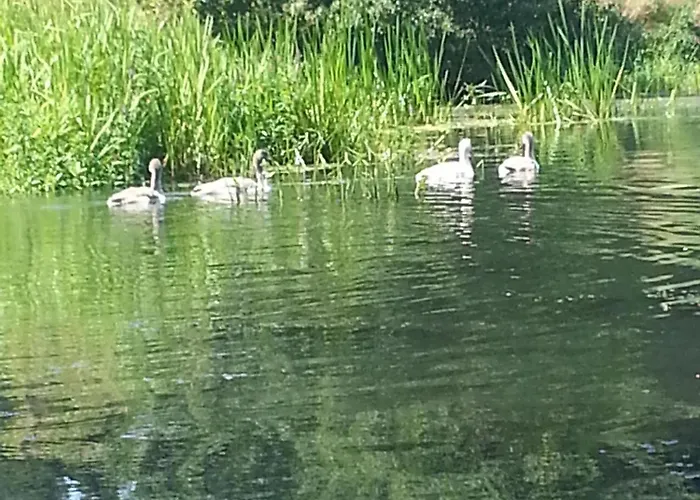 Haus Waldidyll Am 1 3* Шорфхайде