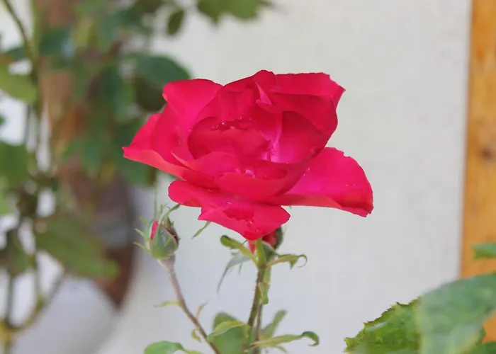 Haus Waldidyll Am 1 Гостевой дом 3*