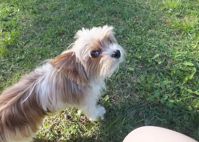 Haus Waldidyll Am 1 3*